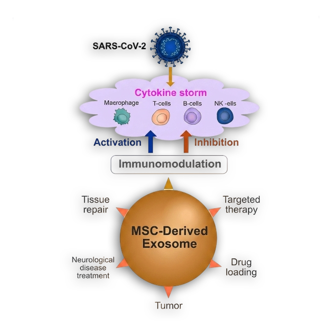 Scientific infographic showing the multifunctional aspects of MSC-derived exosomes in immunomodulation, tissue repair, and targeted therapy against SARS-CoV-2 and tumors
